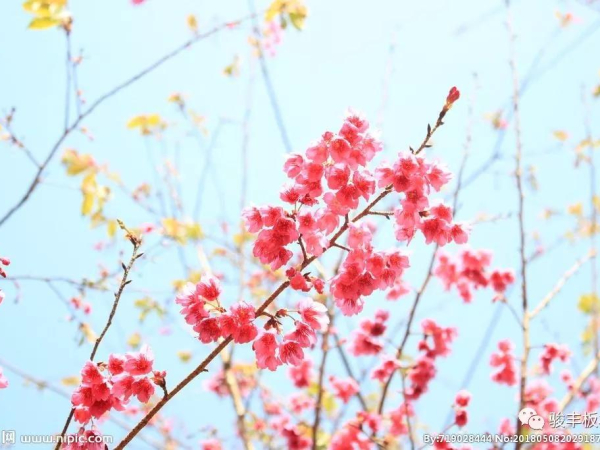 开春装修，选健康板材